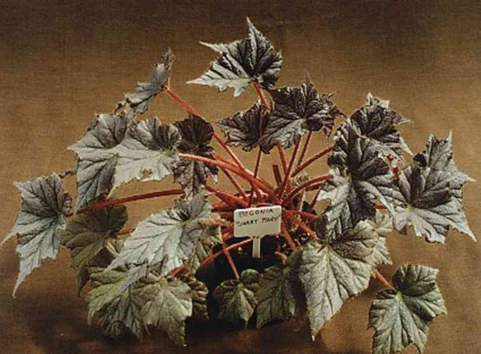 B. ‘Sweet Mary’